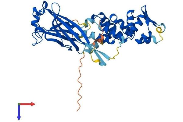 SPOPL Protein (AA 1-392) (His tag)