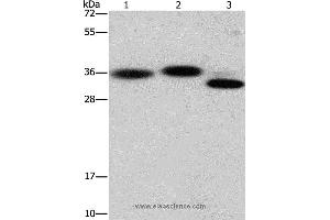 Western blot analysis of Hela cell, mouse brain and heart tissue, using CAPZA2 Polyclonal Antibody at dilution of 1:650 (CAPZA2 抗体)