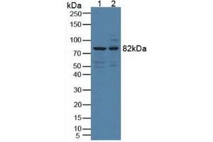 Figure. (DCLK1 抗体  (AA 390-647))