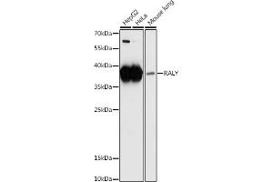 Western blot analysis of extracts of various cell lines, using RALY antibody (ABIN6134831, ABIN6146670, ABIN7101382 and ABIN7101383) at 1:1000 dilution. (Raly 抗体  (AA 96-306))