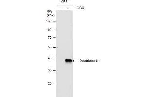 WB Image Doublecortin antibody detects Doublecortin protein by western blot analysis. (Doublecortin 抗体)