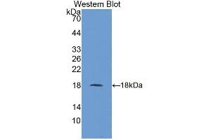 Western blot analysis of recombinant Human UBE2I.