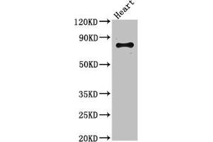 Western Blot Positive WB detected in: Mouse heart tissue All lanes: ELMO2 antibody at 3. (ELMO2 抗体  (AA 304-371))