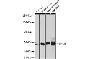 Western blot analysis of extracts of various cell lines, using BHMT Rabbit mAb (ABIN7265882) at 1:1000 dilution. (BHMT 抗体)