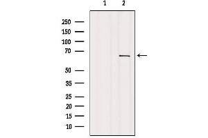 Western blot analysis of extracts from COS-7, using GNL3L Antibody. (GNL3L 抗体)