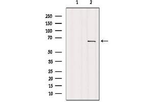 Western blot analysis of extracts from COS-7, using GNL3L Antibody.