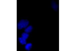 Immunofluorescence (IF) image for anti-Small Ubiquitin Related Modifier Protein 1 (SUMO1) (full length) antibody (ABIN2452138)