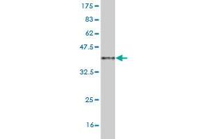 Western Blot detection against Immunogen (36. (MAML2 抗体  (AA 796-894))