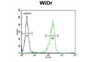 Flow Cytometry (FACS) image for anti-Interleukin 31 (IL31) antibody (ABIN3004157) (IL-31 抗体)