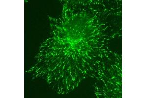 KT36 immunofluorescent staining for EB3 over expressed COS7 cells. (MAPRE3 抗体)