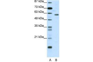 WB Suggested Anti-YY1  Antibody Titration: 0. (YY1 抗体  (N-Term))