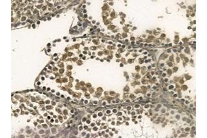 DAZAP1 Mouse Monoclonal Antibody at 1/100 staining mouse testis tissue by IHC-P. (DAZAP1 抗体)