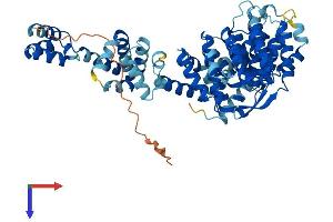 TH1-Like Protein (TH1L) (AA 1-590) (His tag)