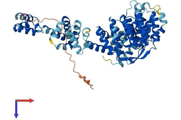 TH1-Like Protein (TH1L) (AA 1-590) (His tag)