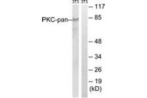 Western blot analysis of extracts from NIH-3T3 cells, treated with PMA 250ng/ml 15', using PKC-pan (Ab-Thr497) Antibody. (PKC 抗体  (Thr497))