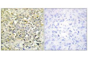 Immunohistochemistry (IHC) image for anti-Cyclin-Dependent Kinase-Like 4 (CDKL4) (C-Term) antibody (ABIN1849692) (CDKL4 抗体  (C-Term))