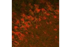 Expression of GABRA2 in mouse cerebellum - Immunohistochemical staining of mouse formalin-fixed frozen cerebellum sections with Anti-GABA(A) α2 Receptor Antibody (ABIN7043186, ABIN7044297 and ABIN7044298). (GABRA2 抗体  (2nd Cytoplasmic Loop))