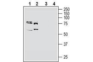 Western blot analysis of human MCF-7 breast adenocarcinoma cell line lysate (lanes 1 and 3) and human K562 myelogenous leukemia cell line lysate (lanes 2 and 4): - 1, 2. (SLC19A1 抗体  (6th Cytoplasmic Loop))