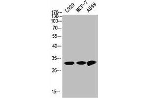 Western Blot analysis of L929 MCF7 A549 cells using NQO1 Polyclonal Antibody (NQO1 抗体  (C-Term))