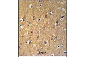 Immunohistochemistry analysis in Formalin Fixed, Paraffin Embedded Human brain tissue stained with SGMS2 Antibody (C-term) followed by peroxidase conjugation of the secondary antibody and DAB staining. (Sphingomyelin Synthase 2 抗体  (C-Term))