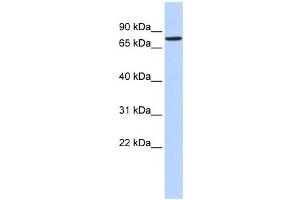 Western Blotting (WB) image for anti-Regulatory Factor X 2 (RFX2) antibody (ABIN2458290) (RFX2 抗体)