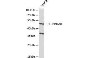Western Blotting (WB) image for anti-serpin Peptidase Inhibitor, Clade A (Alpha-1 Antiproteinase, Antitrypsin), Member 10 (SERPINA10) (AA 165-444) antibody (ABIN1682657)