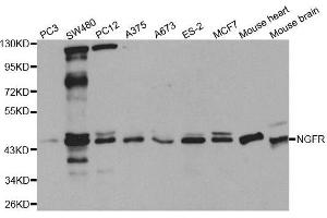Western blot analysis of extracts of various cell lines, using NGFR antibody. (NGFR 抗体  (C-Term))