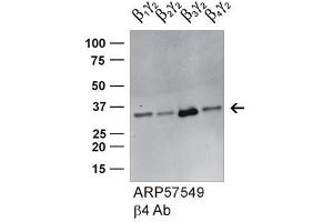 GNB4 antibody - middle region (ARP57549_P050) validated by WB using HEK293 cell lysate (GNB4 抗体  (Middle Region))