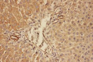 Immunohistochemistry (IHC) image for anti-Complement Component 5 (C5) (AA 1-18), (N-Term) antibody (ABIN3044294)