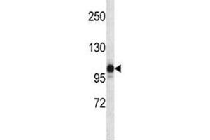 NLRP12 antibody western blot analysis in human placenta tissue lysate. (NLRP12 抗体  (AA 183-212))