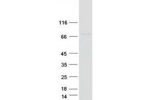 Western Blotting (WB) image for Component of Oligomeric Golgi Complex 8 (COG8) protein (Myc-DYKDDDDK Tag) (ABIN2712952)