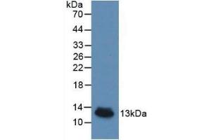 Detection of Recombinant IL8, Porcine using Monoclonal Antibody to Interleukin 8 (IL8) (IL-8 抗体  (AA 26-103))