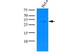 Western Blotting (WB) image for anti-Potassium Channel Tetramerisation Domain Containing 15 (KCTD15) (AA 1-234), (N-Term) antibody (ABIN487356) (KCTD15 抗体  (N-Term))