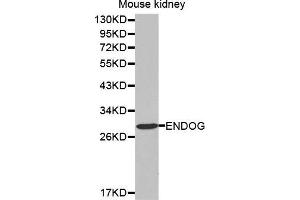 Western Blotting (WB) image for anti-Endonuclease G (ENDOG) (AA 49-297) antibody (ABIN6213901) (Endonuclease G 抗体  (AA 49-297))