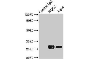 Immunoprecipitating NQO2 in K562 whole cell lysate Lane 1: Rabbit control IgG (1? (NQO2 抗体  (AA 1-231))