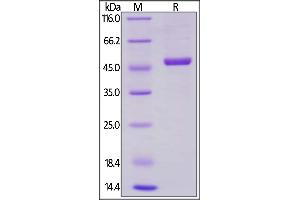 SDS-PAGE (SDS) image for CD40 Ligand (CD40LG) (AA 113-261) (Active) protein (Fc Tag) (ABIN6253627)