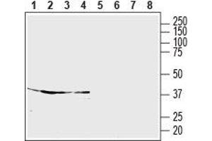 Western blot analysis of rat cortex (lanes 1 and 5), rat cerebellum (lanes 2 and 6), rat hippocampus (lanes 3 and 7) and mouse brain (lanes 4 and 8) lysates: - 1-4. (S1PR5 抗体  (Extracellular, N-Term))
