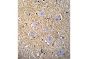 Immunohistochemistry analysis in formalin fixed and paraffin embedded human brain tissue reacted with OR2T3 Antibody (C-term) followed which was peroxidase conjugated to the secondary antibody and followed by DAB staining. (OR2T3 抗体  (C-Term))