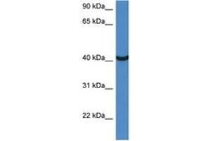 Image no. 1 for anti-Mortality Factor 4 Like 1 (MORF4L1) (AA 140-189) antibody (ABIN6747277) (MORF4L1 抗体  (AA 140-189))