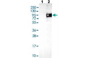 Western blot analysis of Lane 1: Negative control (vector only transfected HEK293T lysate), Lane 2: Over-expression lysate (Co-expressed with a C-terminal myc-DDK tag (~3. (ODF2 抗体  (AA 44-205))