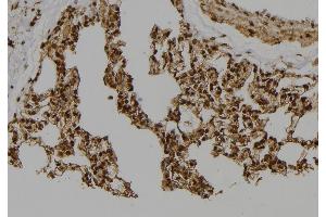 ABIN6277514 at 1/100 staining Rat lung tissue by IHC-P. (Geminin 抗体  (Internal Region))