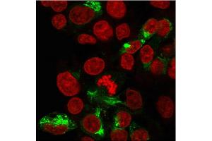 Immunofluorescence (IF) image for anti-Albumin (ALB) antibody (ABIN6939359)
