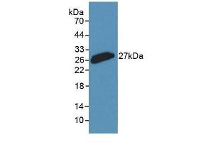 Detection of Recombinant CLU, Rabbit using Monoclonal Antibody to Clusterin (CLU) (Clusterin 抗体  (AA 226-447))