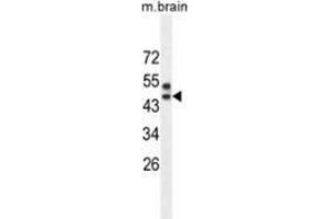 Western blot analysis in mouse brain tissue lysates (35ug/lane) using SPRED3 Antibody (N-term). (SPRED3 抗体  (N-Term))
