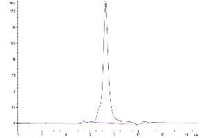 Size-exclusion chromatography-High Pressure Liquid Chromatography (SEC-HPLC) image for CD79b Molecule, Immunoglobulin-Associated beta (CD79B) (AA 29-159) protein (His-Avi Tag,Biotin) (ABIN7274235)