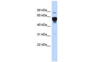 Image no. 1 for anti-Nuclear Receptor Subfamily 4, Group A, Member 2 (NR4A2) (AA 503-552) antibody (ABIN6742800)