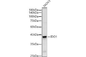 Western blot analysis of extracts of SKOV3 cells, using IDO1 Rabbit pAb antibody (ABIN3022248, ABIN3022249, ABIN1513093 and ABIN6218692) at 1:500 dilution. (IDO1 抗体  (AA 204-403))