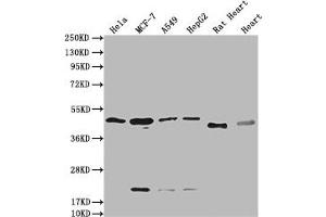 HTR3E 抗体  (AA 26-248)