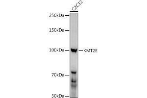 Western blot analysis of extracts of C2C12 cells, using (ABIN6131786, ABIN6142983, ABIN6142984 and ABIN6221745) at 1:1000 dilution. (MLL5/KMT2E 抗体  (AA 200-500))