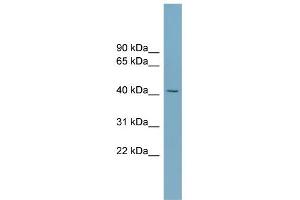 WB Suggested Anti-SLC30A8 Antibody Titration:  0. (SLC30A8 抗体  (Middle Region))